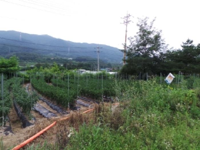 평창군 대화면 신리 전 경매 물건 사진