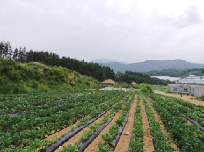 평창군 대관령면 용산리 전 경매 물건 사진