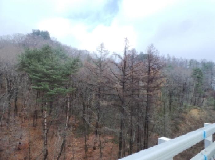 평창군 봉평면 무이리 임야 경매 물건 사진