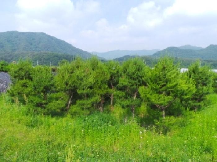 평창군 평창읍 도돈리 전 경매 물건 사진