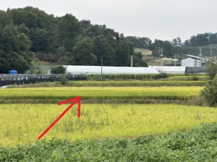 증평군 증평읍 사곡리 답 경매 물건 사진