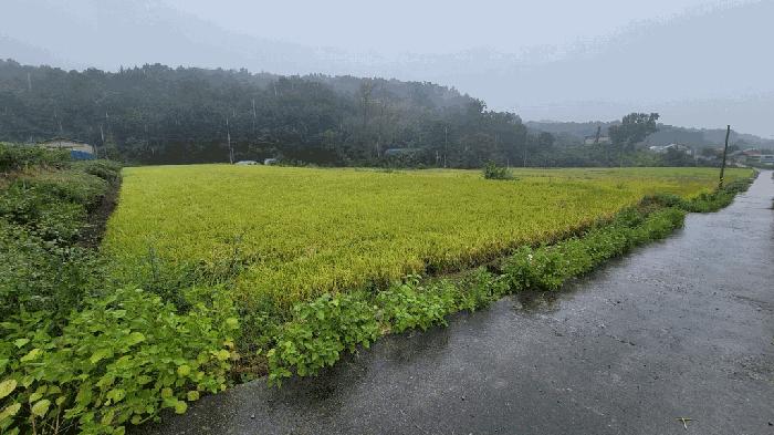 보은군 탄부면 벽지리 답 경매 물건 사진