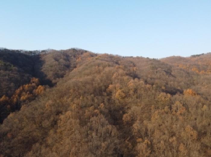 보은군 보은읍 노티리 임야 경매 물건 사진