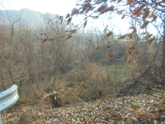 보은군 삼승면 천남리 임야 경매 물건 사진