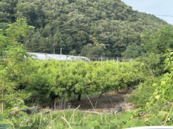 보은군 마로면 오천리 대지,임야,전답 경매 물건 사진