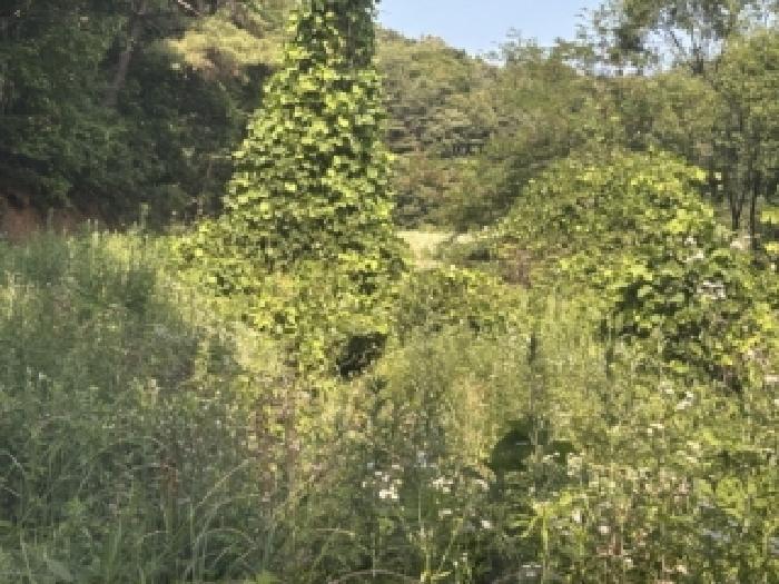 보은군 수한면 오정리 대지,임야,전답 경매 물건 사진