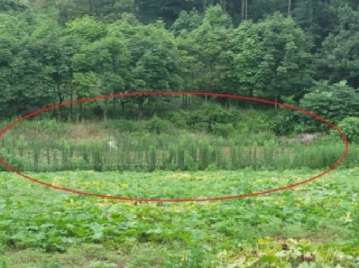 청주시 상당구 미원면 전답 경매 물건 사진