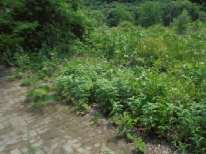 충주시 주덕읍 화곡리 대지 경매 물건 사진