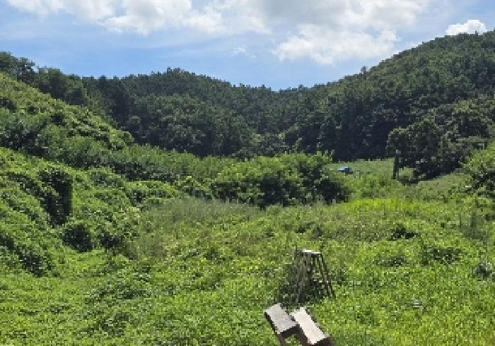 음성군 감곡면 오향리 과수원 경매 물건 사진