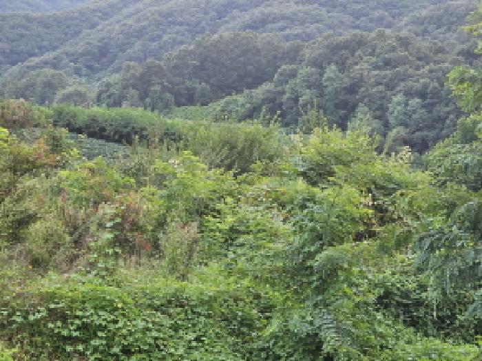 충주시 앙성면 목미리 답 경매 물건 사진