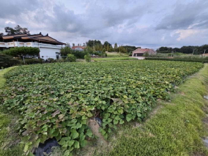충주시 동량면 용교리 전답 경매 물건 사진
