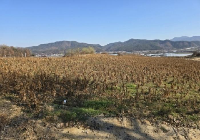 음성군 금왕읍 정생리 대지,임야,전답 경매 물건 사진