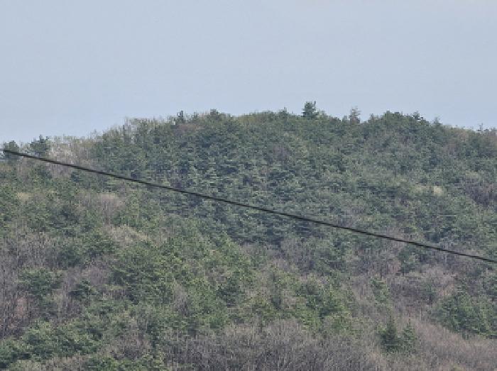 충주시 앙성면 조천리 임야 경매 물건 사진