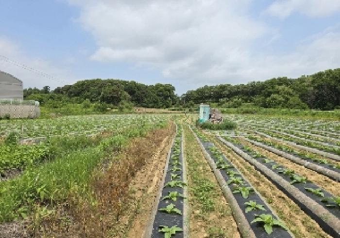 음성군 대소면 부윤리 전 경매 물건 사진