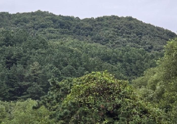 충주시 앙성면 목미리 임야 경매 물건 사진