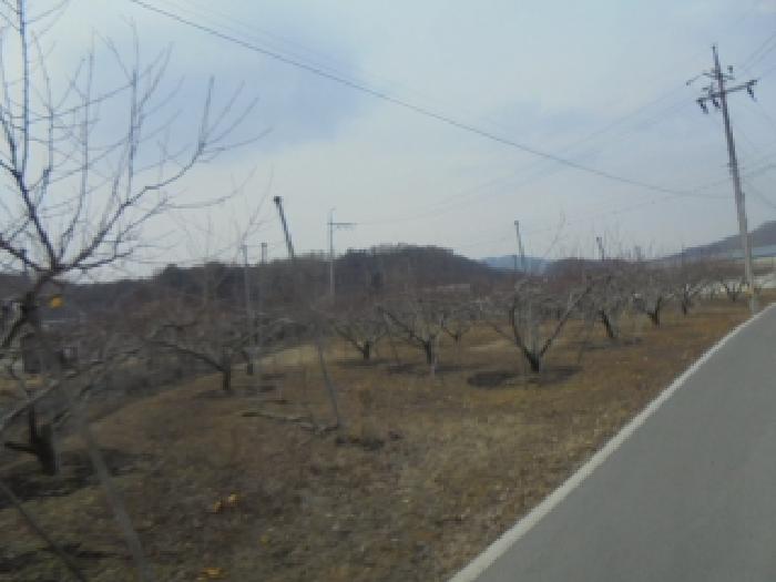 음성군 음성읍 신천리 전답 경매 물건 사진