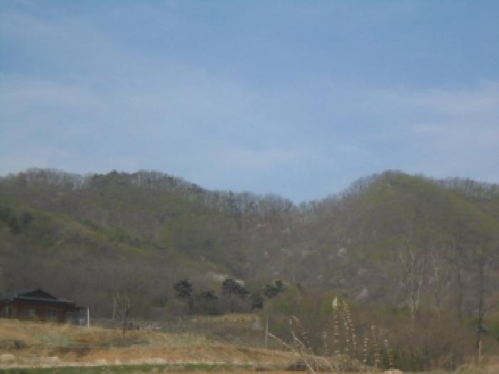 음성군 음성읍 용산리 임야 경매 물건 사진