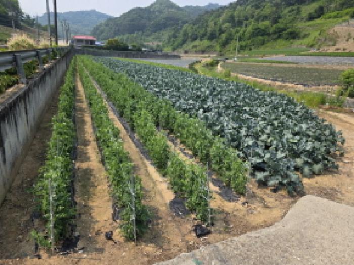 제천시 수산면 내리 답 경매 물건 사진