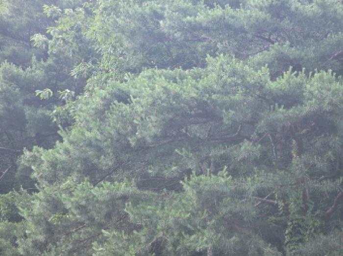 제천시 백운면 운학리 임야 경매 물건 사진