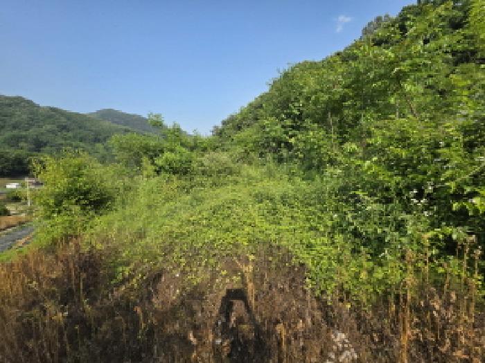 제천시 청풍면 장선리 전 경매 물건 사진