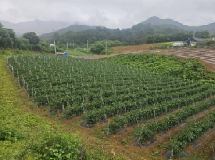 단양군 어상천면 석교리 전 경매 물건 사진