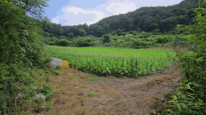 단양군 영춘면 사이곡리 전 경매 물건 사진