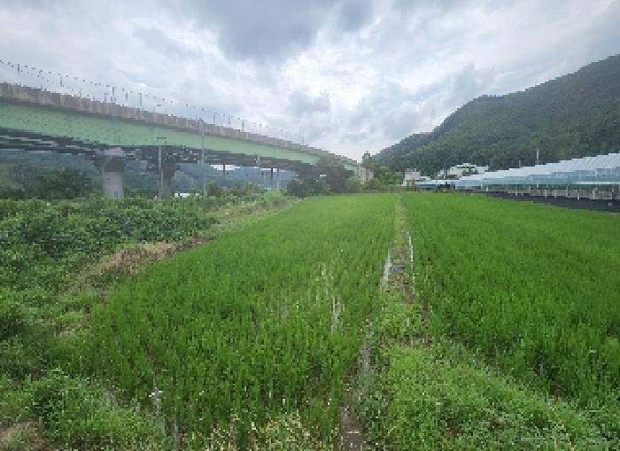 영동군 추풍령면 관리 답 경매 물건 사진