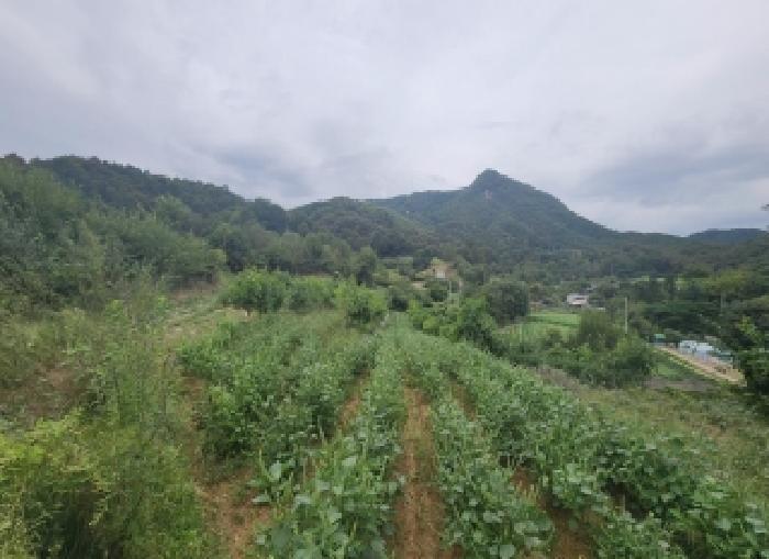옥천군 청산면 백운리 전 경매 물건 사진
