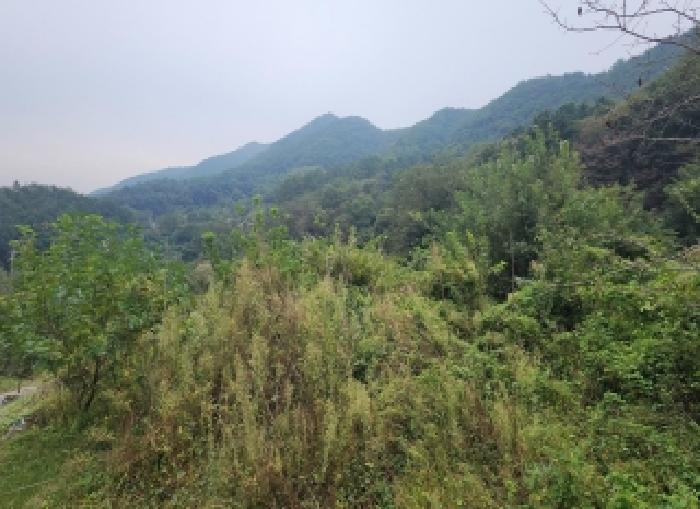 옥천군 동이면 세산리 임야 경매 물건 사진