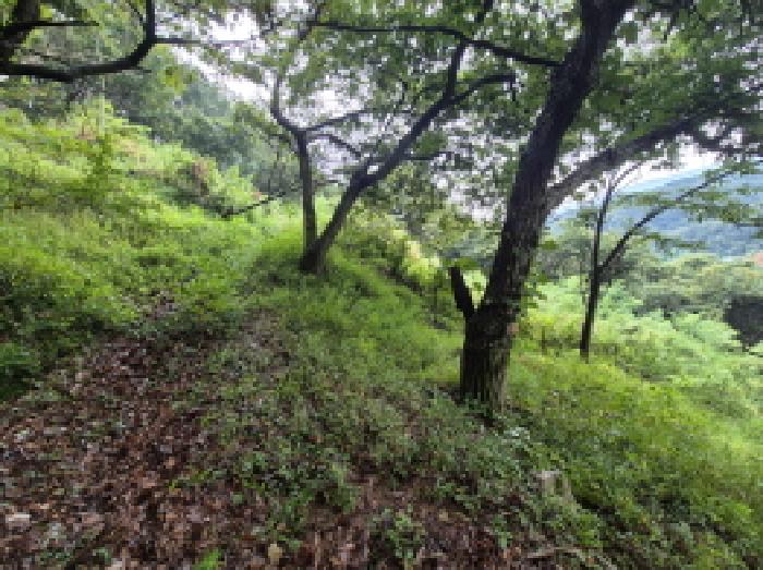 장군면 송학리 479-18 임야 경매 물건 사진