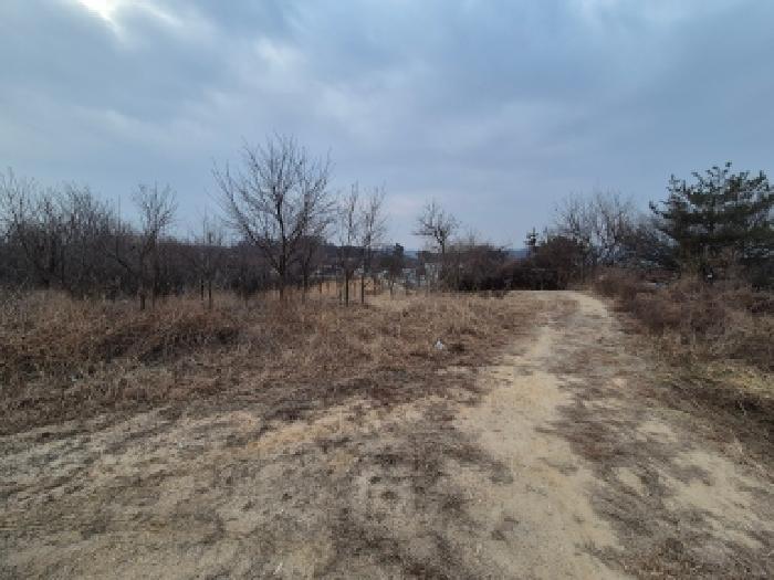 연동면 노송리 310-1 전 경매 물건 사진