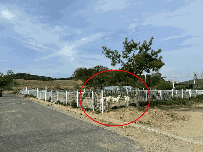 장군면 대교리 514-14 전 경매 물건 사진