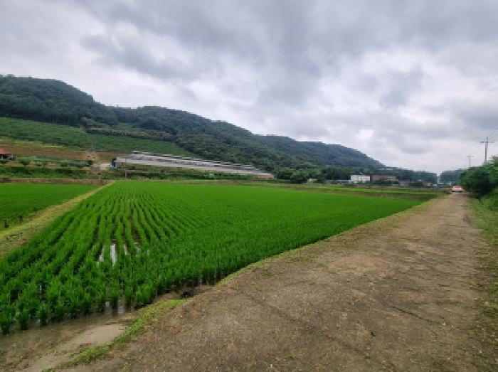 장군면 송학리 580-4 답 경매 물건 사진