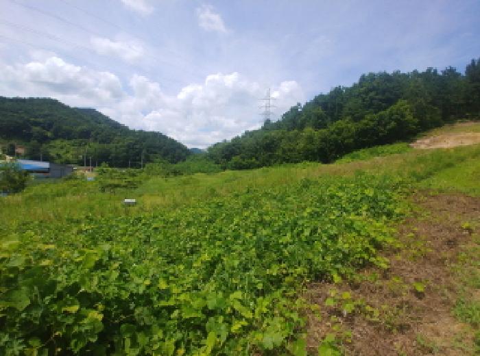 금산군 제원면 수당리 대지,임야,전답 경매 물건 사진