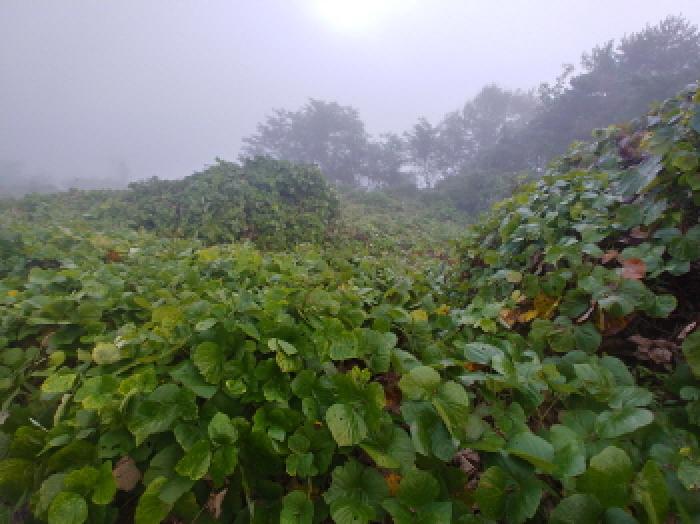금산군 제원면 용화리 임야 경매 물건 사진