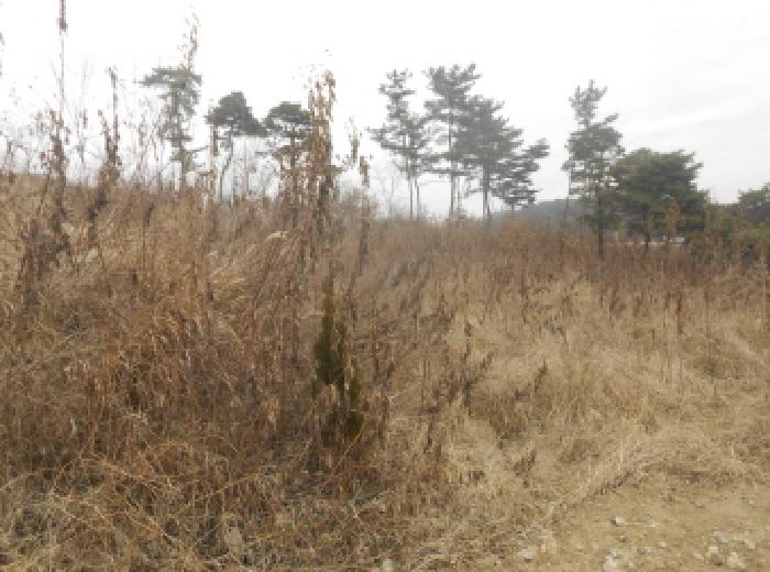 연기면 수산리 429-5 전답 경매 물건 사진