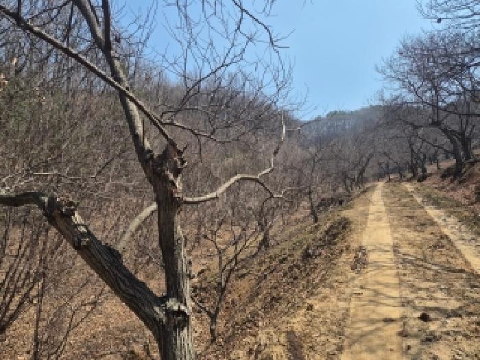 장군면 대교리 산46-28 임야 경매 물건 사진