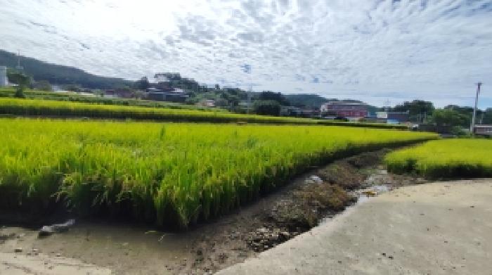 보령시 주포면 관산리 답 경매 물건 사진