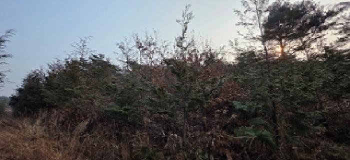홍성군 서부면 거차리 대지,임야,전답 경매 물건 사진