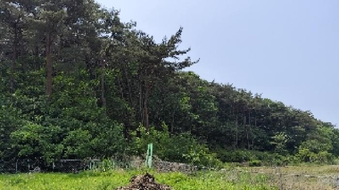 보령시 오천면 영보리 임야 경매 물건 사진