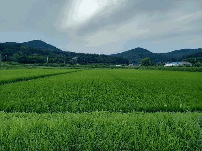 예산군 광시면 신대리 단독주택 경매 물건 사진