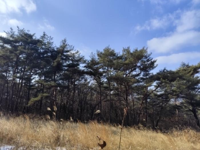 보령시 웅천읍 성동리 대지,임야,전답 경매 물건 사진