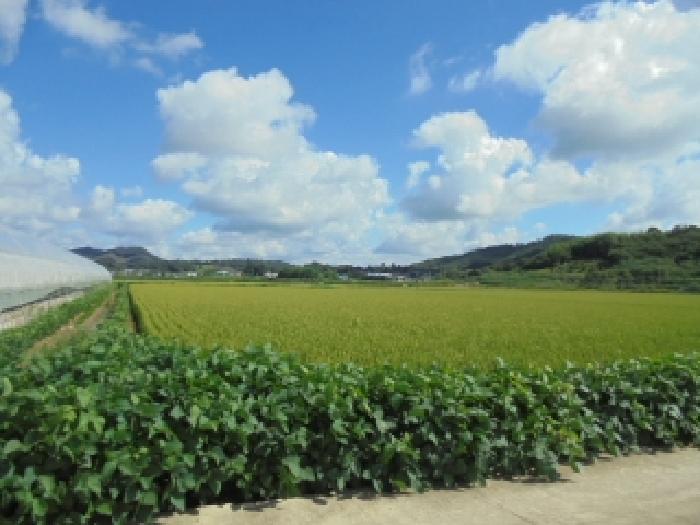 부여군 양화면 암수리 전 경매 물건 사진