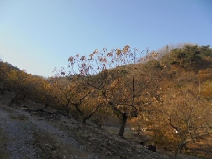 부여군 규암면 신성리 임야 경매 물건 사진
