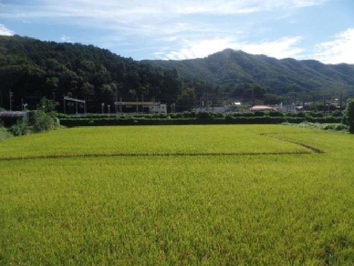 논산시 연산면 천호리 답 경매 물건 사진