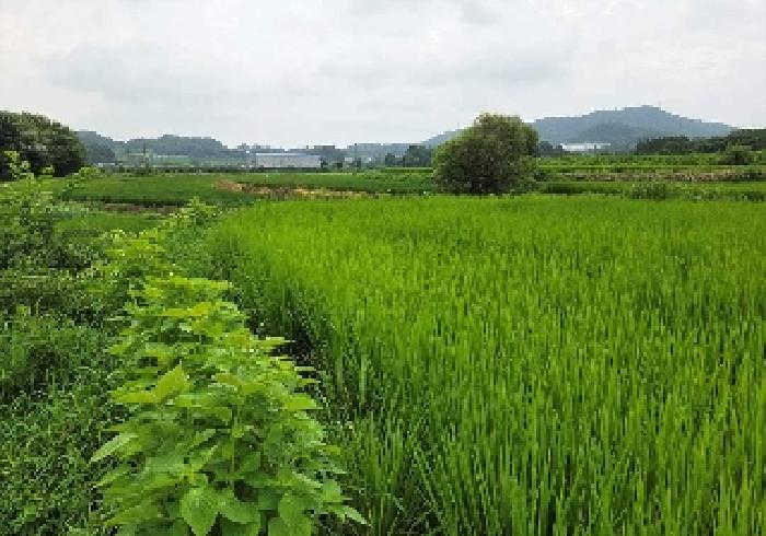 아산시 음봉면 쌍룡리 답 경매 물건 사진
