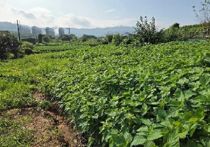 천안시 서북구 성거읍 전 경매 물건 사진