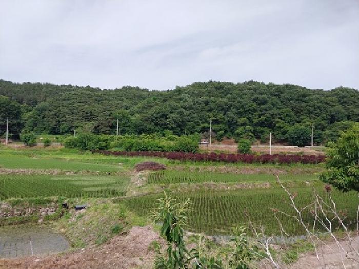 공주시 사곡면 가교리 답 경매 물건 사진