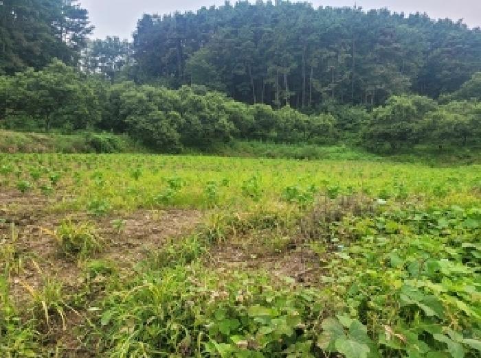 공주시 신풍면 산정리 대지 경매 물건 사진