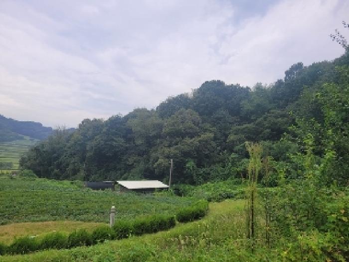 공주시 의당면 도신리 임야 경매 물건 사진